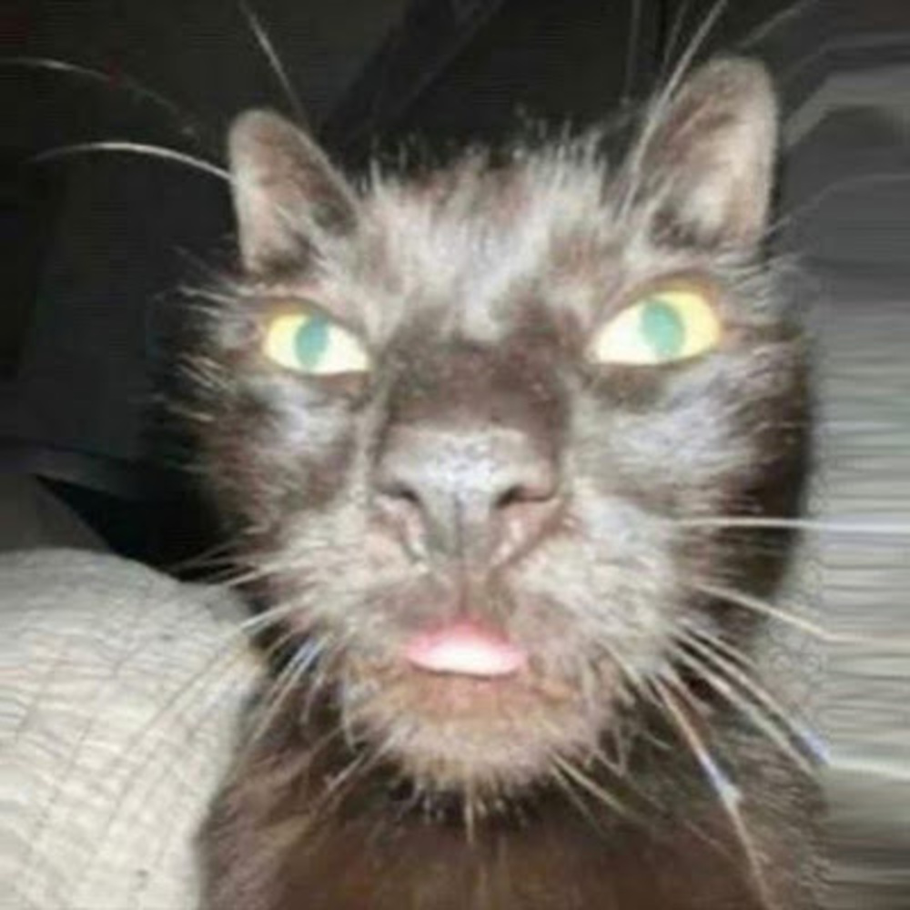 Meet your Posher, Korokiria